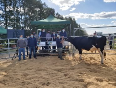 Holando de “La Muesca” a US$ 3.300 de promedio